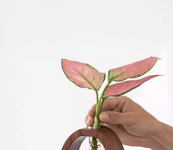 Wooden Glass Hydroponic Vase – Minimalist Desktop Flower Vase