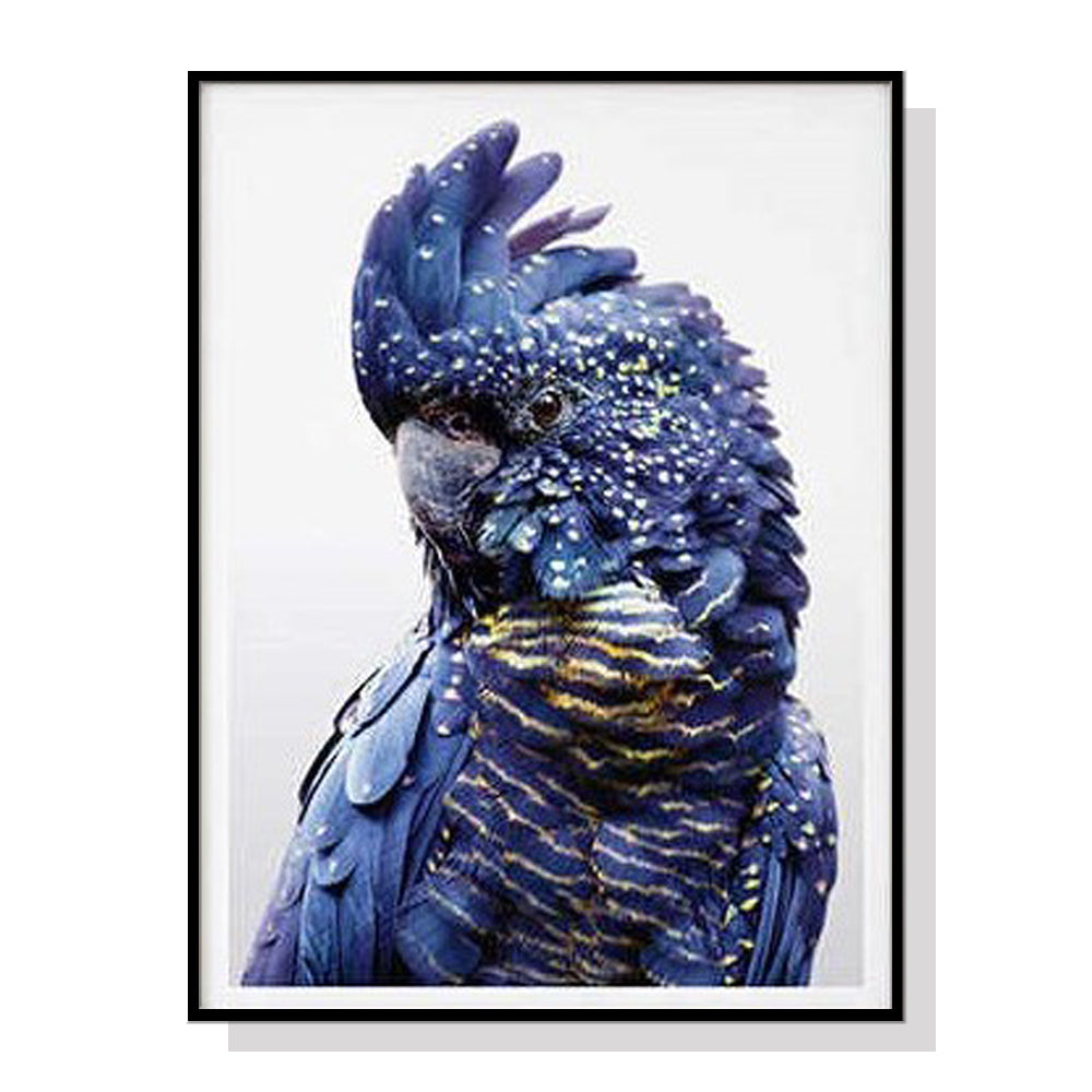 Wall Art Black Cockatoo A Frame Canvas