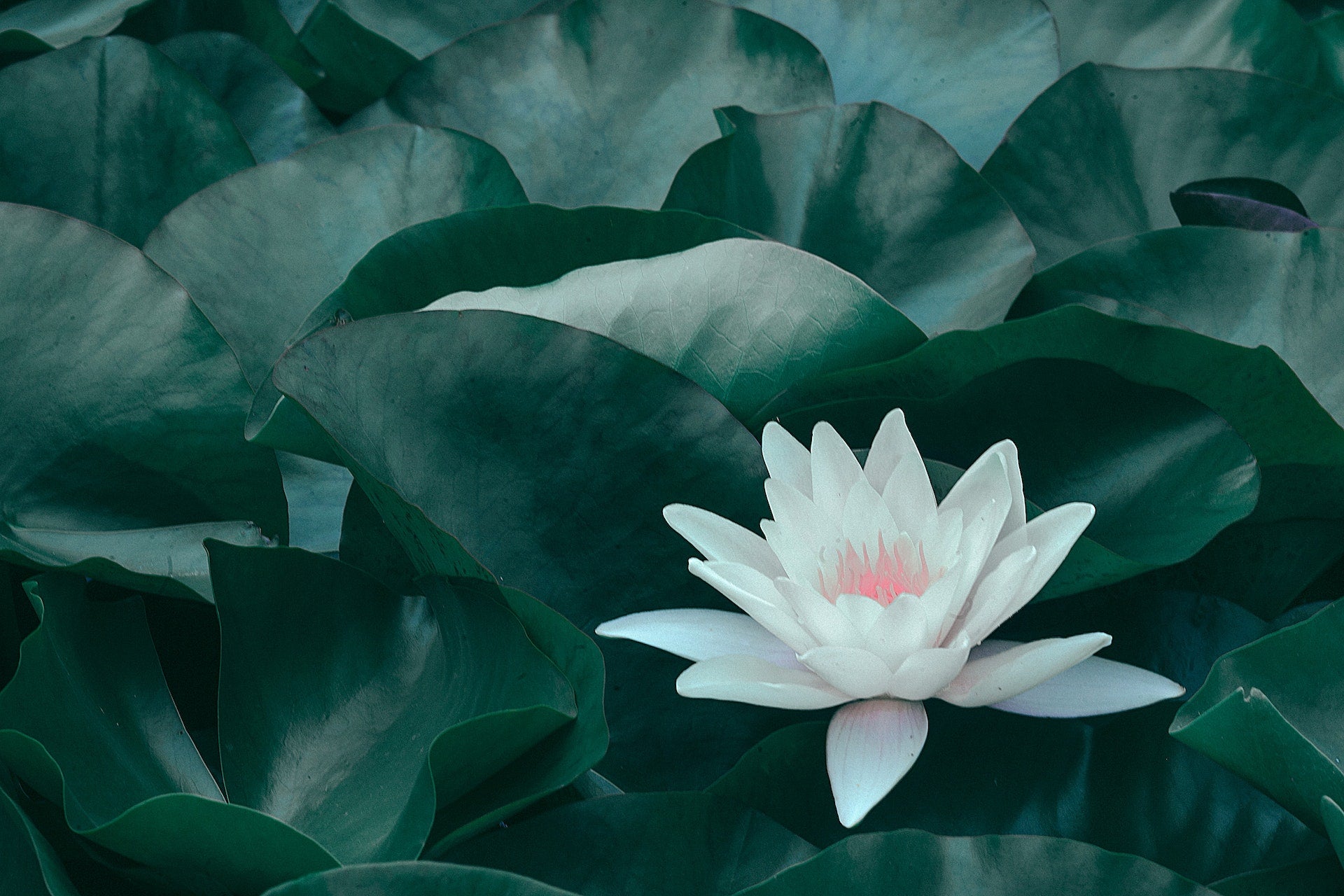 A Lotus